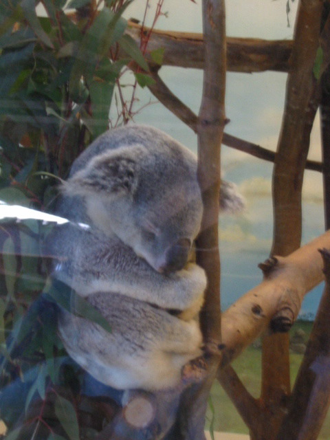 koala picture 5