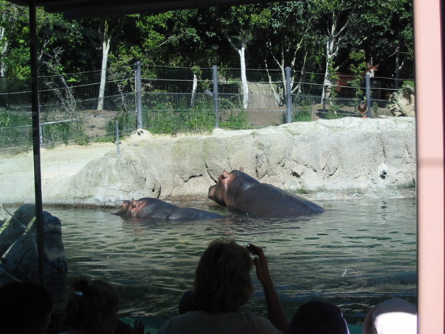 pair of hippos