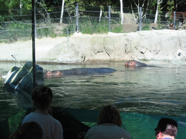 pair of hippos - pic 2