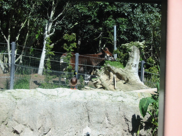 okapi