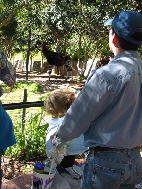 Steve watching okapi