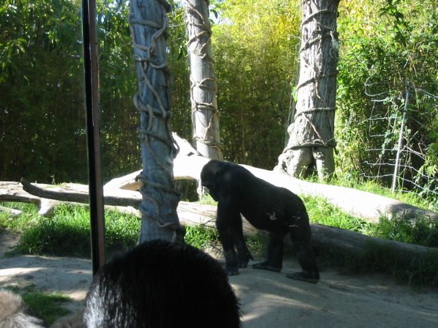 gorilla walking away