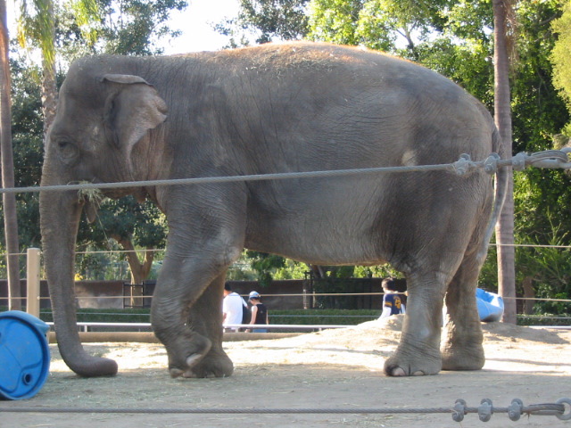 elephant profile