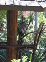 koala picture 1