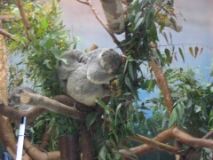 koala and babies