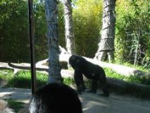 gorilla walking away