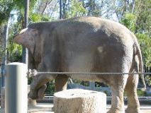 elephant raises foot